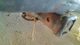 Used Front Center Interior Rear View Mirror fits: 2010 Toyota Tacoma manual dimm