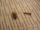 1964 1965 Olds 442 Cutlass F85 V8 Distributor Bracket Hold Down Clamp & Bolt GM
