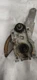 1965 Buick Riviera Right Quarter Window Regulator Manual