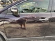 Driver Left Front Door Fits 07-15 MAZDA CX-9 1134351
