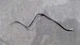 2019-2023 DODGE RAM 1500 MULTI-PURPOSE GROUND STRAP CABLE 68366240AD