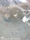 LEFT WHT REAR DOOR ASSEMBLY OEM 16-20 NISSAN PATHFINDR