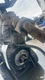 91 92 93 94 95 FORD EXPLORER Transfer Case Electric Shift
