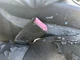 Seat Belt Front Bucket Seat Passenger Buckle Fits 11-18 Porsche Cayenne 1413695