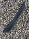 BMW F30 3 SERIES DOOR ENTRY SILL TRIM COVER REAR LEFT 7263313