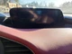 Info-GPS-TV Screen Display Screen Upper Dash Center Fits 19-23 MAZDA 3 3317337