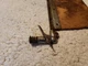 1936 Chevrolet Sun Visor T06349L