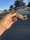  1947 1948 1949 CHEVY 1950 1951 1952 GMC 1953  1954 1955-1959 Hydramatic shifter