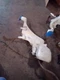 A8 AUDI   1999 Wash Reservoir Assembly 266625