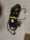 2018 Jeep Compass Dashboard Instrument Wire Harness 68377988Ab