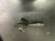 CHEVROLET PONTIAC CAVALIER SUNFIRE TURN SIGNAL SWITCH