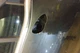 2023 Kia Sportage RH Right Passenger Front Door OEM