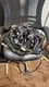 Read!! 2012 FORD MAIN BODY CAB HARNESS F250 F350 F450 6.7 Standard Cab 