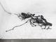 2018 Toyota C-Hr Engine Room Fuse Box Wiring Harness 82111-F4611