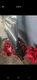 2017 Chevy Malibu  Rear Passenger Door