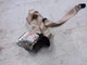 2019 BMW X5 Driver Left Side 2nd Row Beige Seat Belt OEM