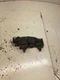 2000-2002 DODGE 2500 PICKUP Driver Left LH Master Power Driver Left LH OEM