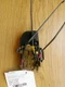 LATCH ASSEMBLY ONLY! Passenger Front Door Quad Cab 4 Door Fits 02-03 DODGE 1500 