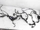 2019 Toyota C-Hr Front Engine Room Wiring Harness - 82111-10D61